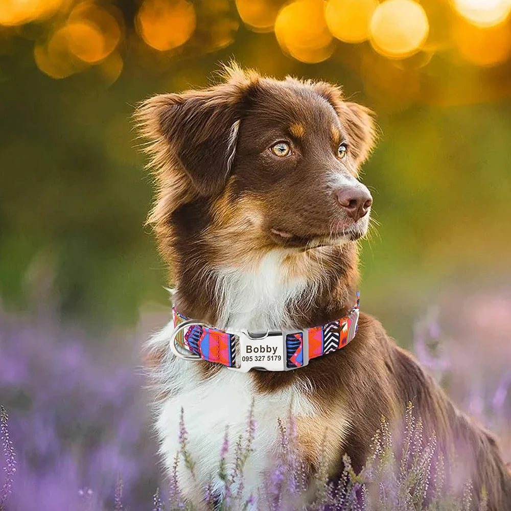 Collar de perro